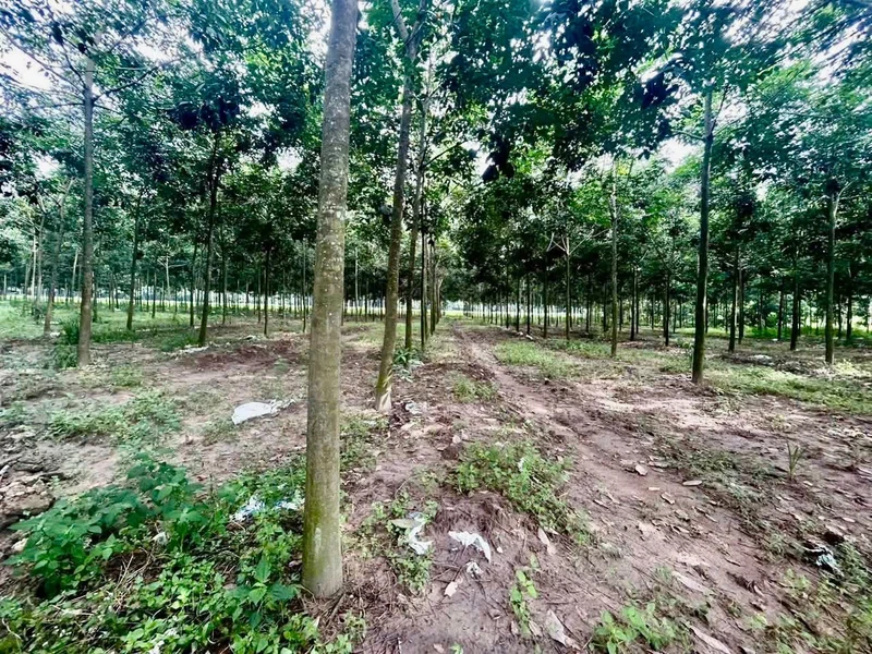 Bán đất Cao su Vĩnh Hòa Phú Giáo 1 hectare 5 tỷ 5