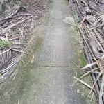 Bán đất 6 công dừa ở Phước Long, Nhà Bè, 1,5 tỷ - Ảnh thu nhỏ 2