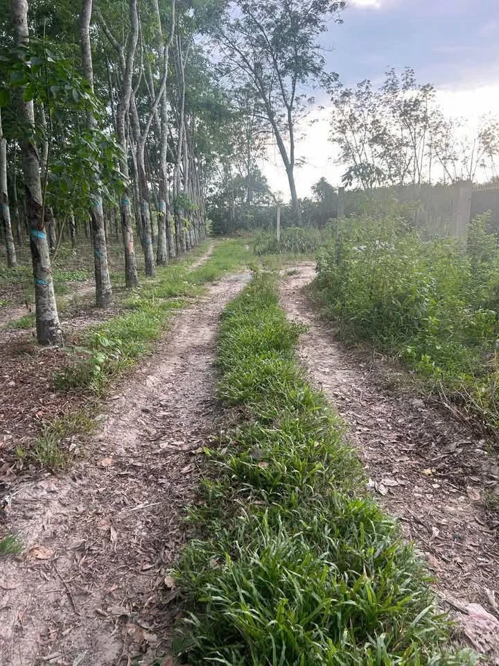 Bán đất Bình Mỹ 562,5m² giá 2,5 tỷ - Ảnh thu nhỏ 4