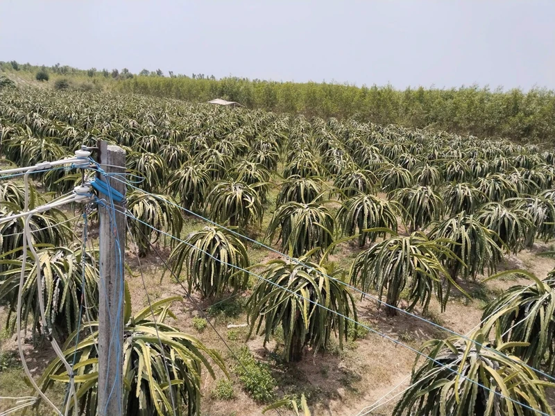 Bán vườn thanh long 2,8ha Tân Hải, Bình Thuận