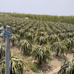 Bán vườn thanh long 2,8ha Tân Hải, Bình Thuận - Ảnh thu nhỏ 1