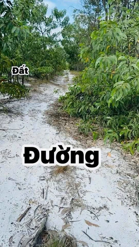 Bán hơn 5ha đất trồng rừng sản xuất giá 750 triệu tại Phường Phong Thái, Huế