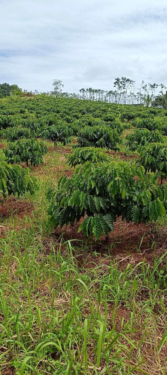 Bán đất vườn 4,6ha ở Đắk Nông, giá 8 tỷ, có cafe và tiêu - Ảnh 1