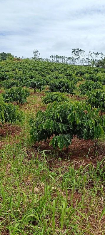 Bán đất vườn 4,6ha ở Đắk Nông, giá 8 tỷ, có cafe và tiêu