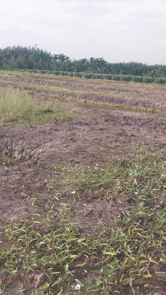 Bán đất nền ~1 mẫu Phước Tân Hưng Long An 3,5 tỷ - Ảnh thu nhỏ 4