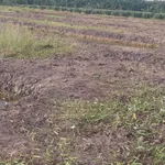 Bán đất nền ~1 mẫu Phước Tân Hưng Long An 3,5 tỷ - Ảnh thu nhỏ 4