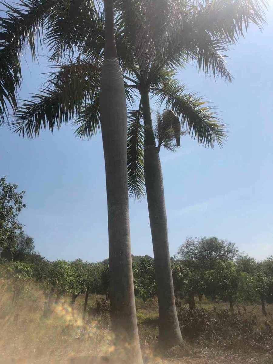 Bán đất vườn xoài 1711m2 có nhà nhỏ, mặt tiền đường gần hồ Trị An, Đồng Nai - Ảnh thu nhỏ 4