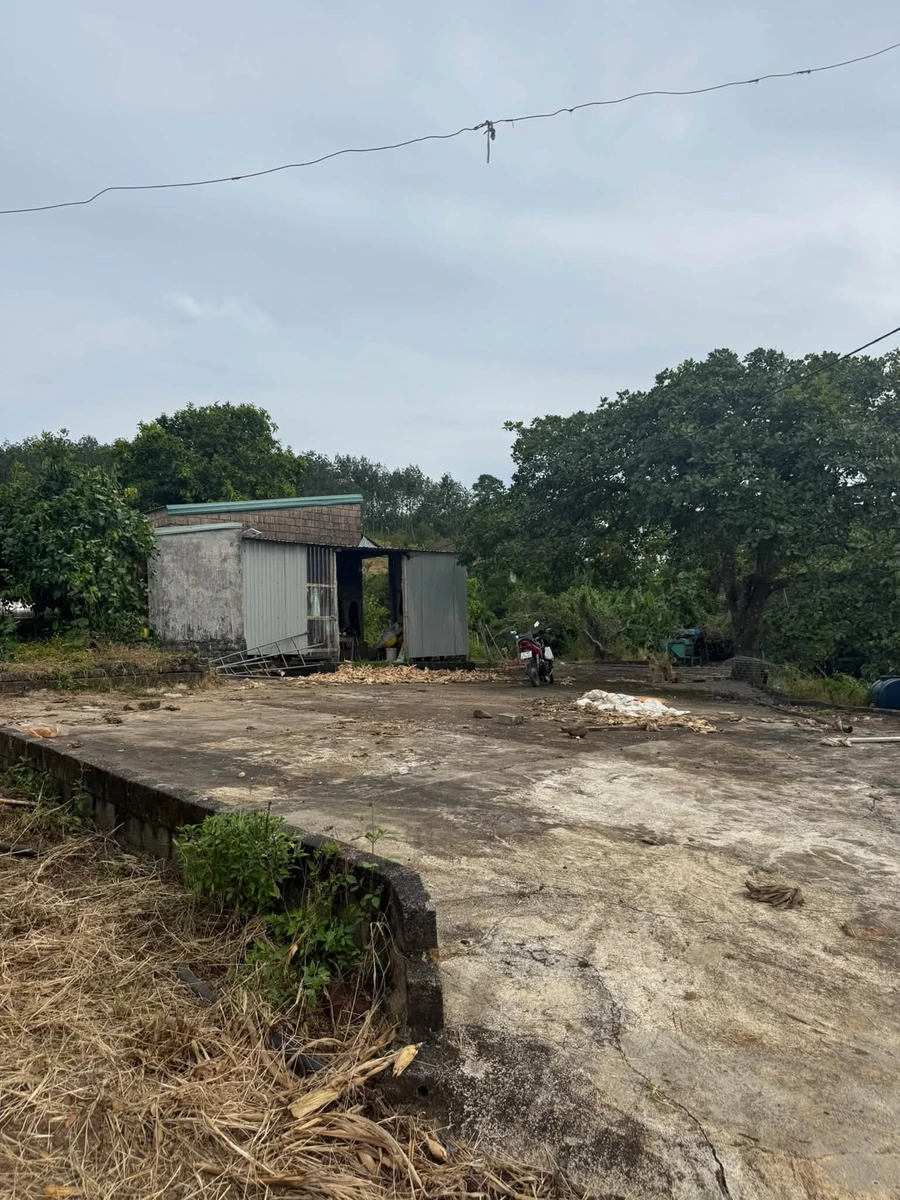 Bán đất 2 hectare có cây kinh doanh tại Eahleo - Ảnh 1