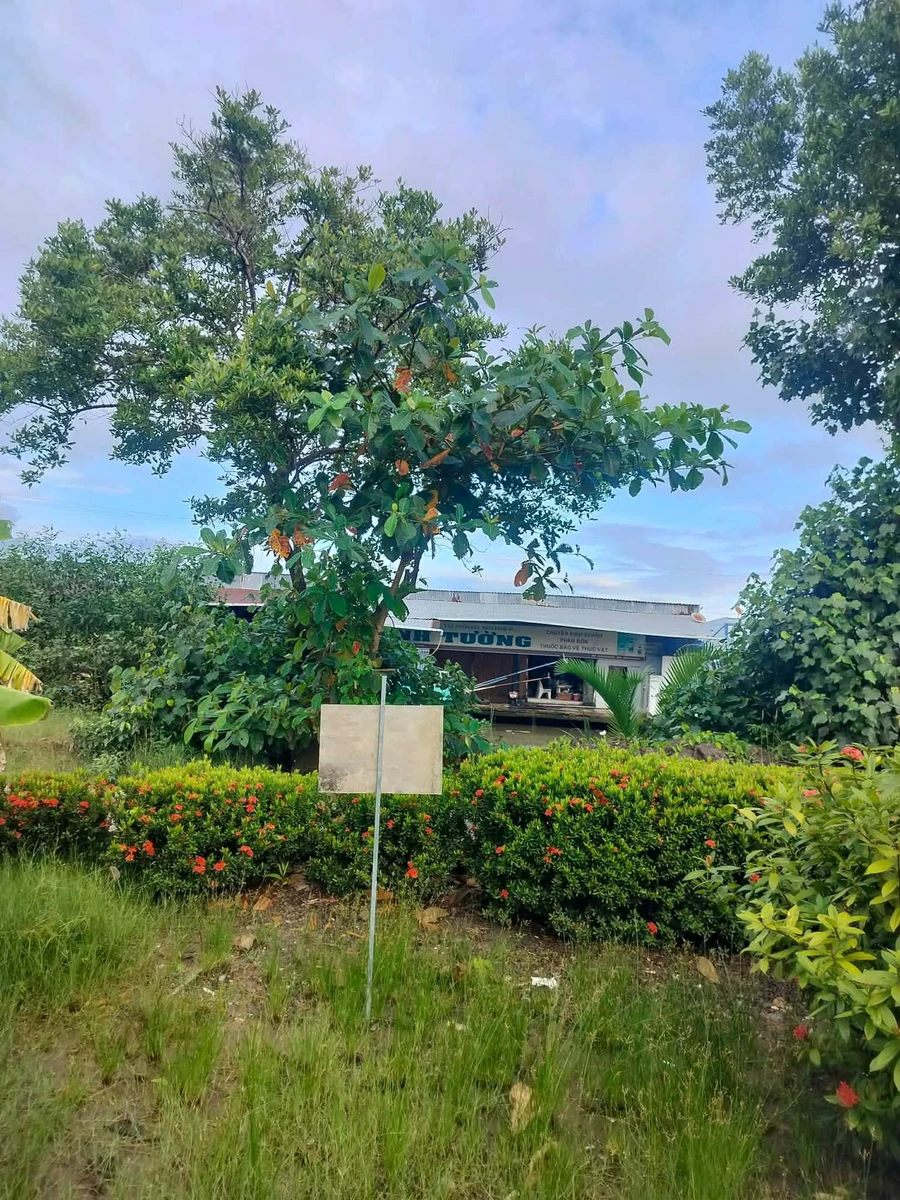 Bán nền đất Kinh Dài Tây Yên 8x30m 500 triệu - Ảnh 1
