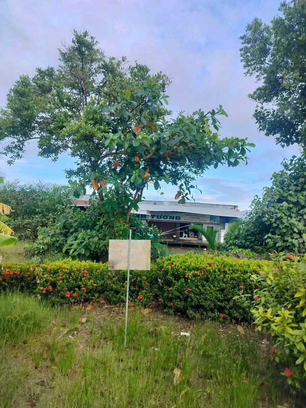 Bán nền đất Kinh Dài Tây Yên 8x30m 500 triệu