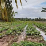 Bán đất lúa chuyển thổ cư 2100m2 Long An - Ảnh thu nhỏ 2