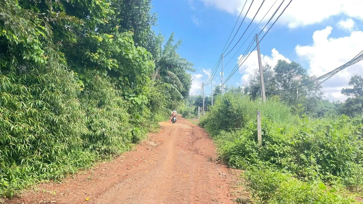 Bán đất đỏ bazan vườn cà phê 4,2 sào Tam Giác Vàng Đắk Lắk - Ảnh thu nhỏ 3