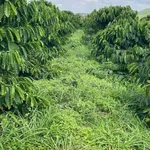 Bán đất 300m mặt tiền Đắk Nông 1 tỷ 8 - Ảnh thu nhỏ 2
