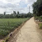 Bán đất cây lâu năm tại Cồn Bà Hoà Xã Bình Thạnh Huyện Châu Thành AG - Ảnh thu nhỏ 7