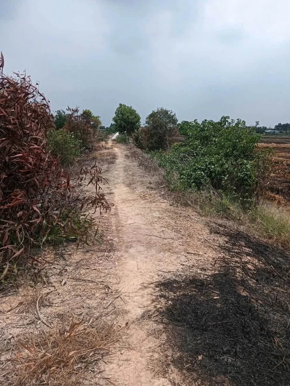 Bán đất lúa 83×120m (9960m²) Tân Tây Thạnh, Long An, 2.1 tỷ - Ảnh 1