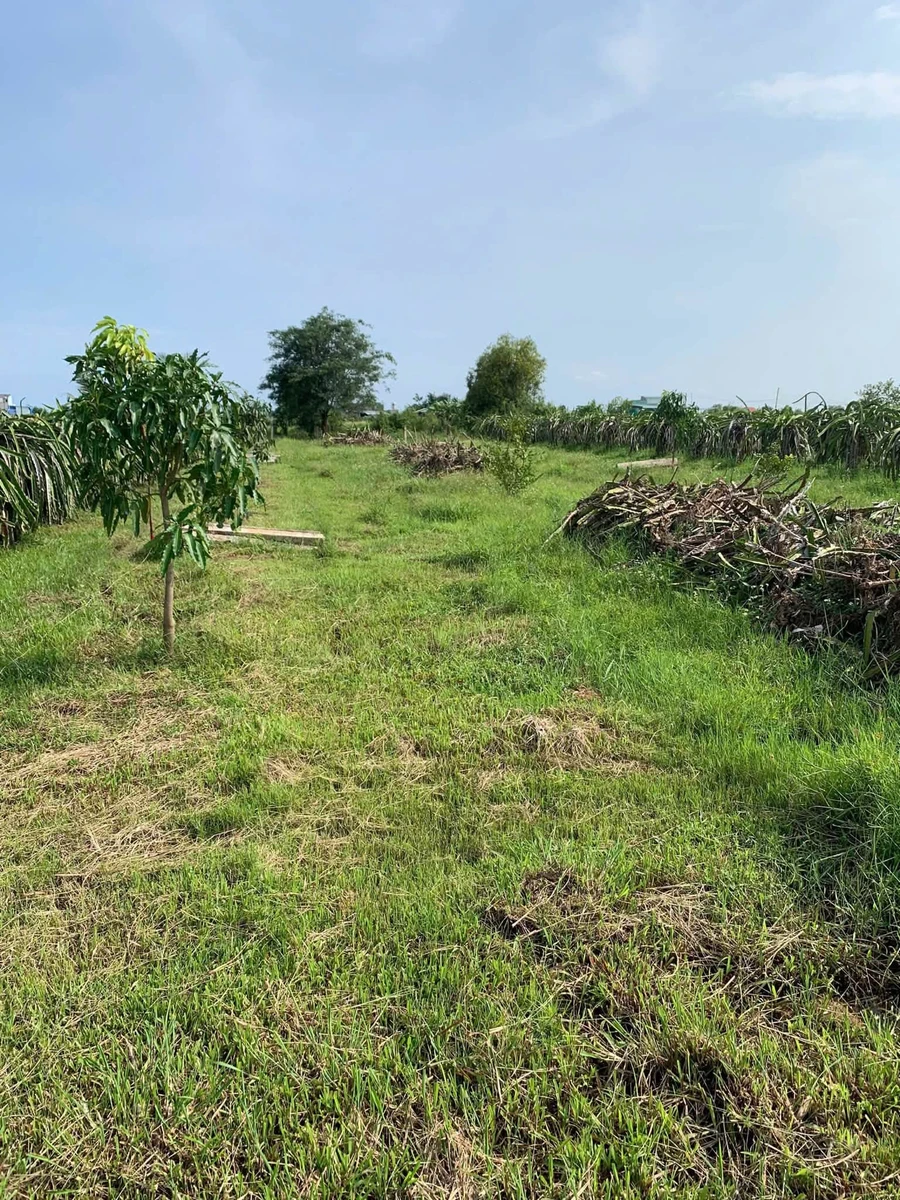 Bán đất vườn 839m² Hàm Liêm gần Phan Thiết, sổ hồng, 420 triệu - Ảnh thu nhỏ 5