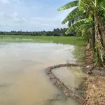 Bán đất ruộng 6 công mặt tiền bờ kinh Phong Thạnh - Ảnh thu nhỏ 3