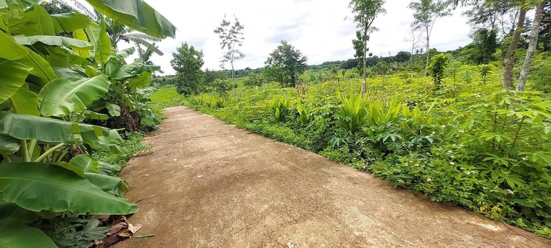 Bán đất 5x25m Hòa Xuân, hẻm cấp 1 Phan Huy Chú, giá 525 triệu/lô, mua sỉ 4 lô giá tốt