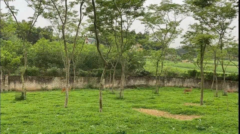 Bán mảnh vườn 3200m² Tân Hiệp, Bắc Ninh 3 tỷ - Ảnh 1