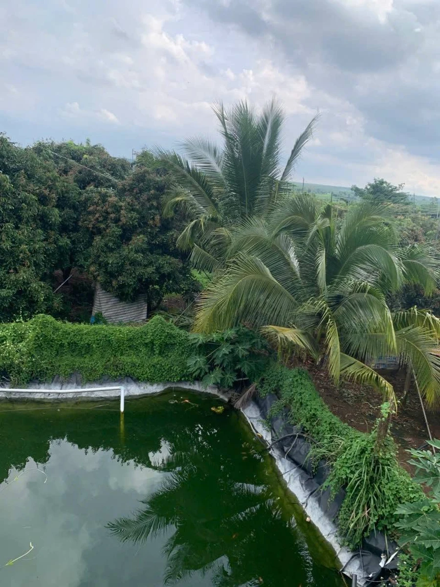 Bán vườn nhãn 4,3 mẫu, 600m2 thổ cư, 3 mặt tiền, giá 25 tỷ tại Cẩm Mỹ, Đồng Nai - Ảnh thu nhỏ 2