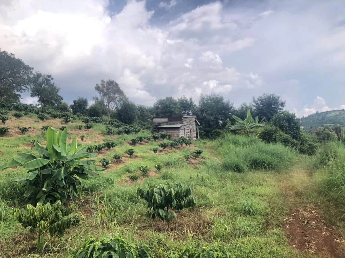Bán rẫy 1,3ha có cà phê kinh doanh tại Nghĩa Tín, Quảng Thành, Gia Nghĩa, Đắk Nông - Ảnh thu nhỏ 2