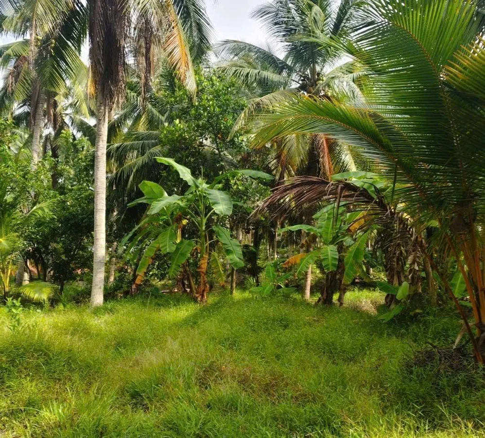 Bán đất 3.860m² gần chợ An Thới, Cần Giờ, giá 2,7 tỷ - Ảnh thu nhỏ 5