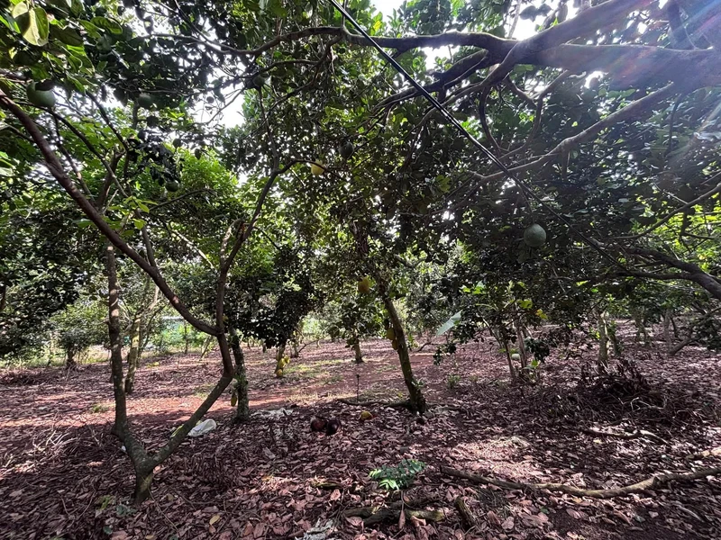 Bán đất trồng chôm chôm 500m² Long Khánh, Đồng Nai