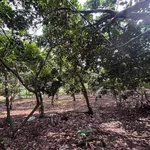 Bán đất trồng chôm chôm 500m² Long Khánh, Đồng Nai - Ảnh thu nhỏ 1