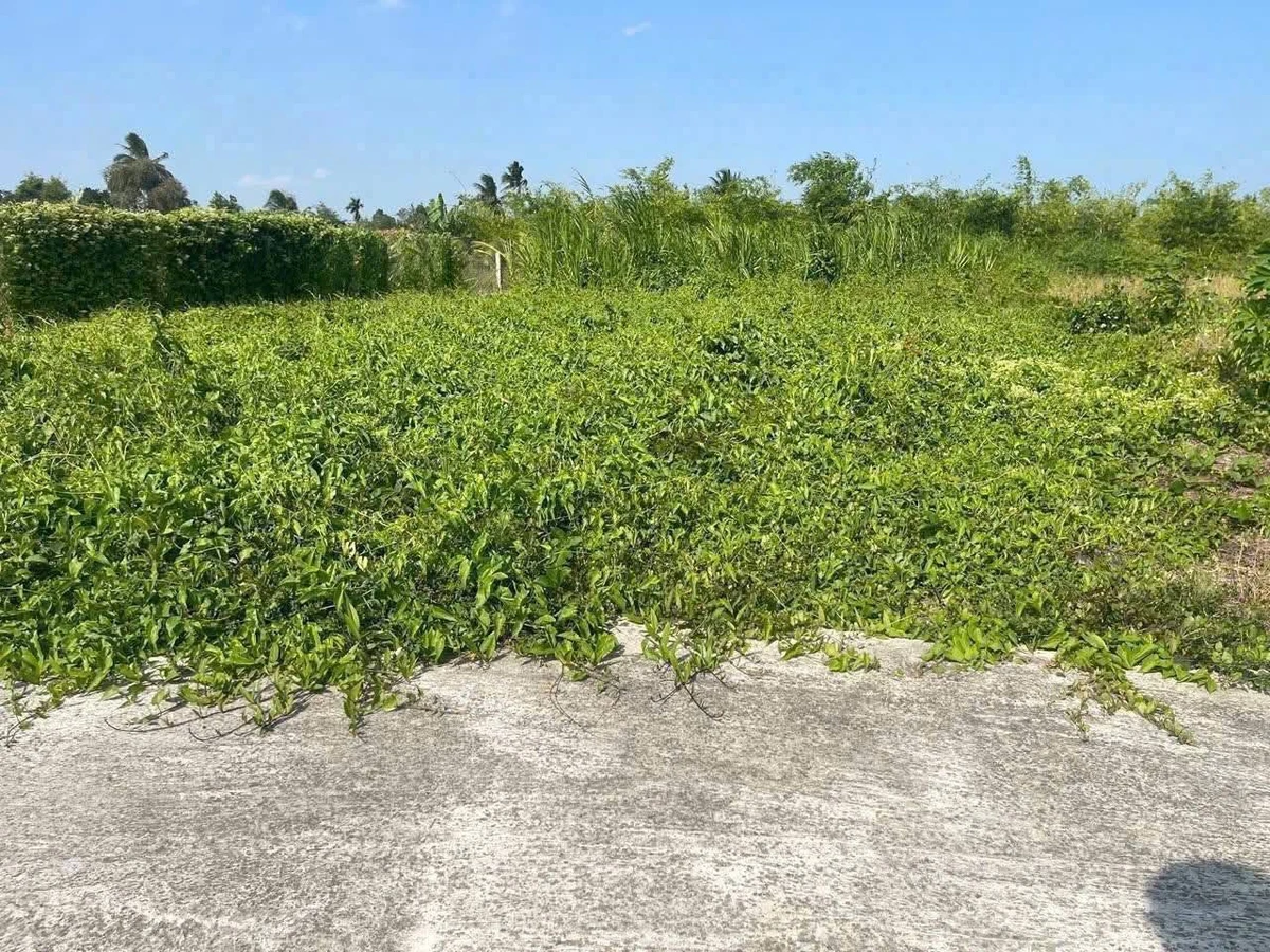Bán đất vườn 420 m² Hiệp Thạnh Long An - Ảnh thu nhỏ 2