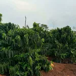 Bán đất 6 sào Quảng Hiệp, 1 tỷ 6 - Ảnh thu nhỏ 1