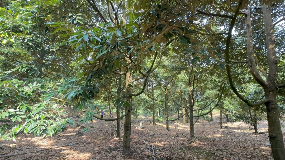 Bán đất vườn sầu riêng 4.000m² Tân Phú, Đồng Nai 3,2 tỷ - Ảnh thu nhỏ 5