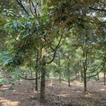 Bán đất vườn sầu riêng 4.000m² Tân Phú, Đồng Nai 3,2 tỷ - Ảnh thu nhỏ 5