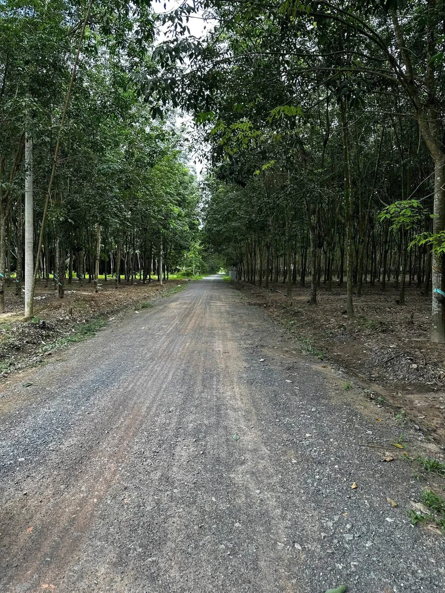 Bán đất Tân Bình 80m² giá 1,2 tỷ - Ảnh thu nhỏ 3