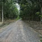 Bán đất Tân Bình 80m² giá 1,2 tỷ - Ảnh thu nhỏ 3