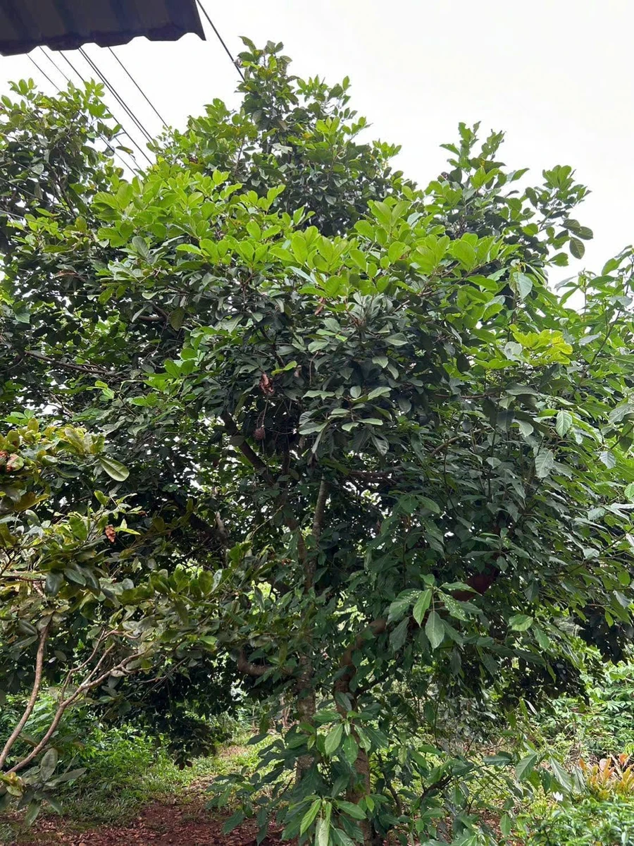 Bán đất vườn Lộc Hiệp 2 sào, 50m mặt tiền, 850 triệu - Ảnh thu nhỏ 4