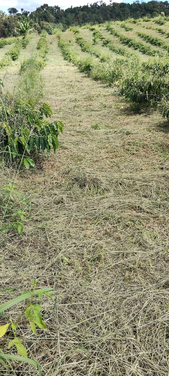 Bán 5ha rẫy cà phê Lâm Đồng 8 tỷ đồng - Ảnh thu nhỏ 5