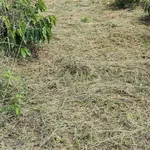 Bán 5ha rẫy cà phê Lâm Đồng 8 tỷ đồng - Ảnh thu nhỏ 5
