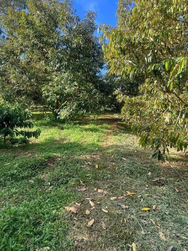 Bán đất nông nghiệp 1,5 hectare trồng sầu H'Leo Đắk Lắk