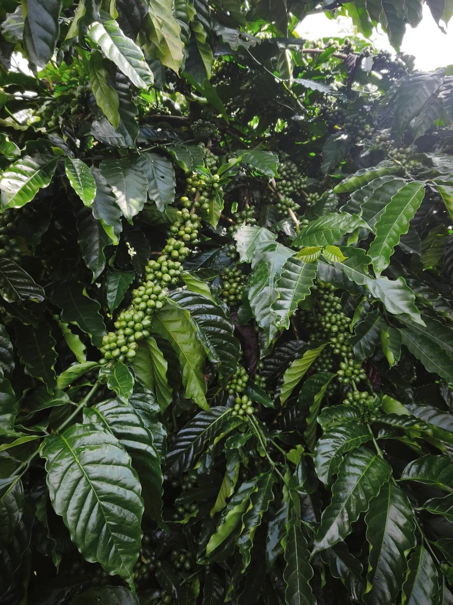 Bán đất 3,5ha sổ sách rõ ràng 6 tỷ Tuy Đức Lâm Đồng - Ảnh thu nhỏ 2