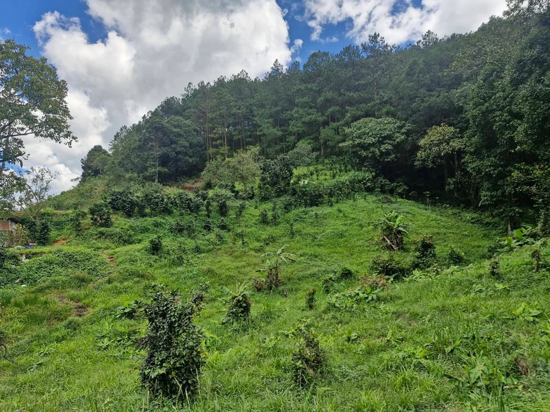 Bán đất vườn An Sơn Đà Lạt 13.000m² giá 11,3 tỷ