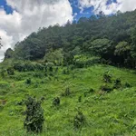 Bán đất vườn An Sơn Đà Lạt 13.000m² giá 11,3 tỷ - Ảnh thu nhỏ 1