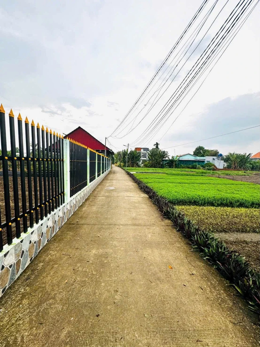 Bán đất lúa 3700m² Phước Hậu, Cần Giuộc - Ảnh 1