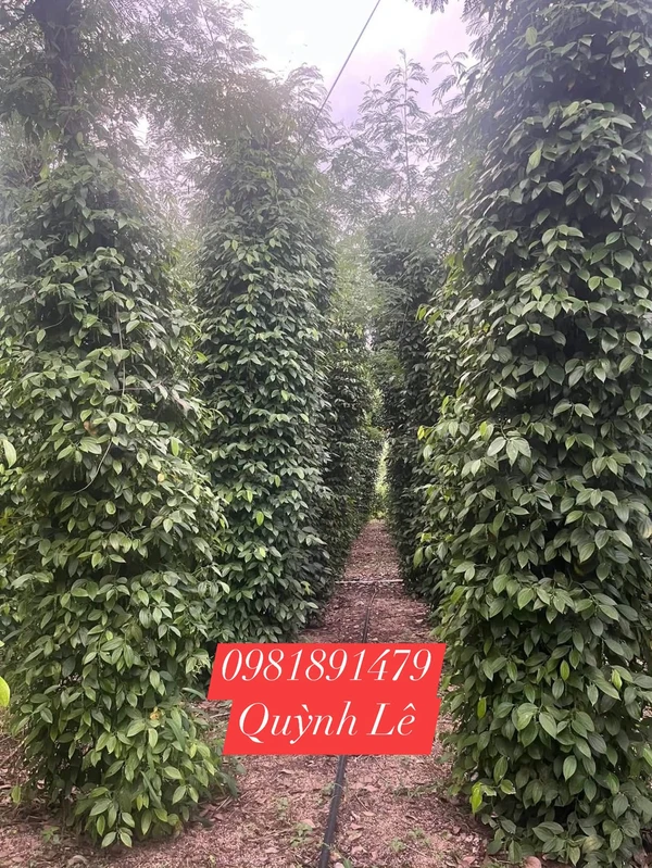 Bán 3 héc đất rẫy tiêu, cà phê ở Iale