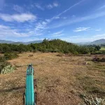 Văn Thủy 2 Cam An Khánh Hòa | hơn 5.000m2 | chỉ 150 triệu/sào - Ảnh thu nhỏ 15