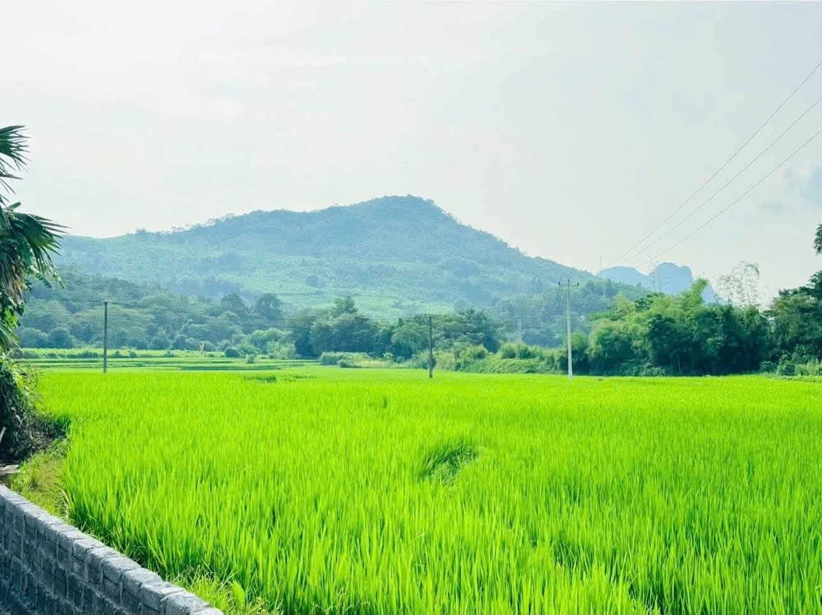 Bán đất 254m² Kim Bôi, Hòa Bình hơn 500 triệu - Ảnh thu nhỏ 2