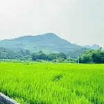 Bán đất 254m² Kim Bôi, Hòa Bình hơn 500 triệu - Ảnh thu nhỏ 2