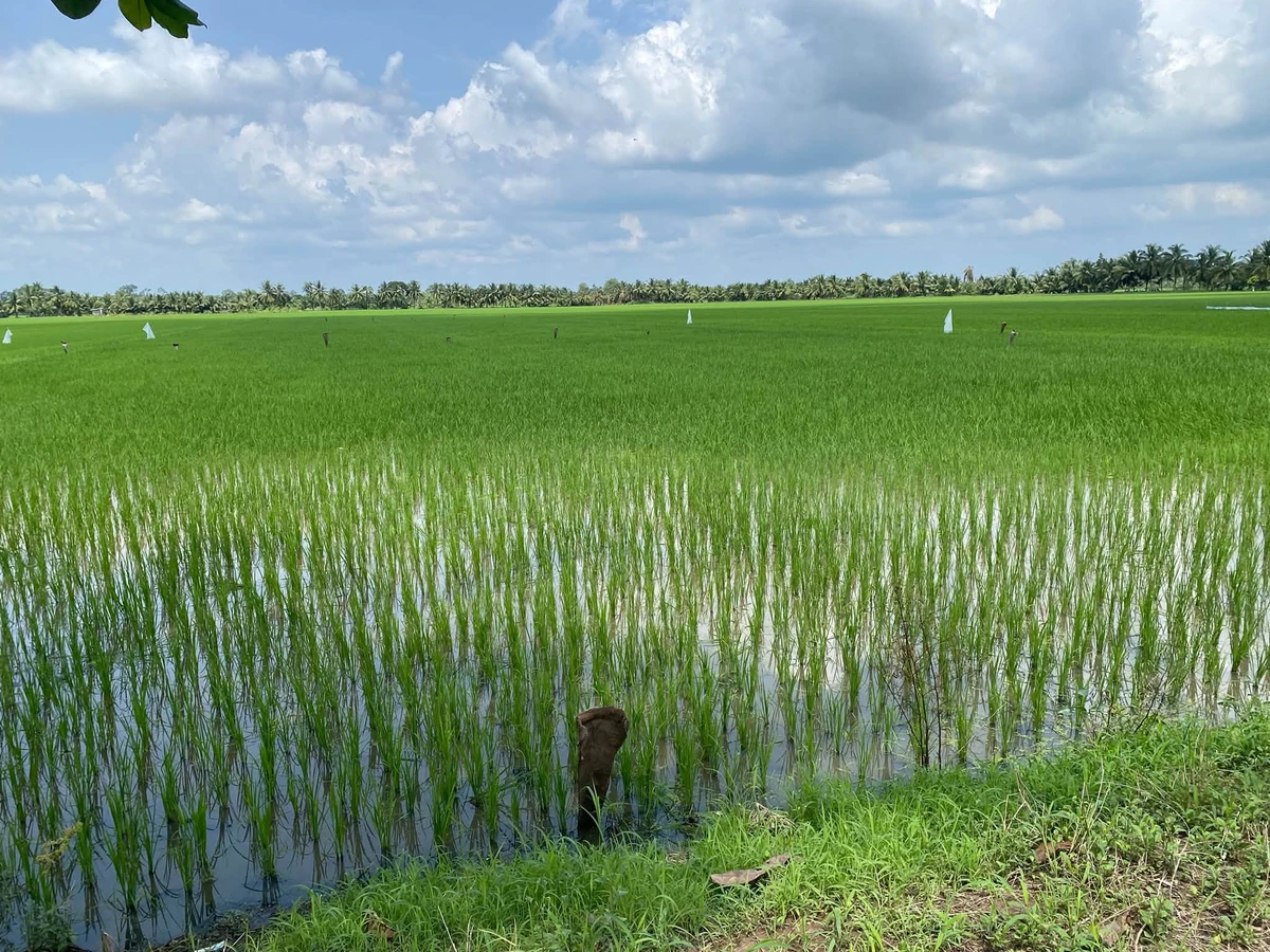 Bán đất ruộng 8.5 công, mặt tiền kinh, Phong Thạnh, Vĩnh Long - Ảnh thu nhỏ 4