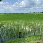 Bán đất ruộng 8.5 công, mặt tiền kinh, Phong Thạnh, Vĩnh Long - Ảnh thu nhỏ 4
