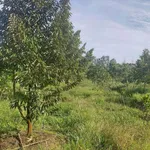 Bán đất 2112m² Định Quan Bình Dương 1 tỷ - Ảnh thu nhỏ 4