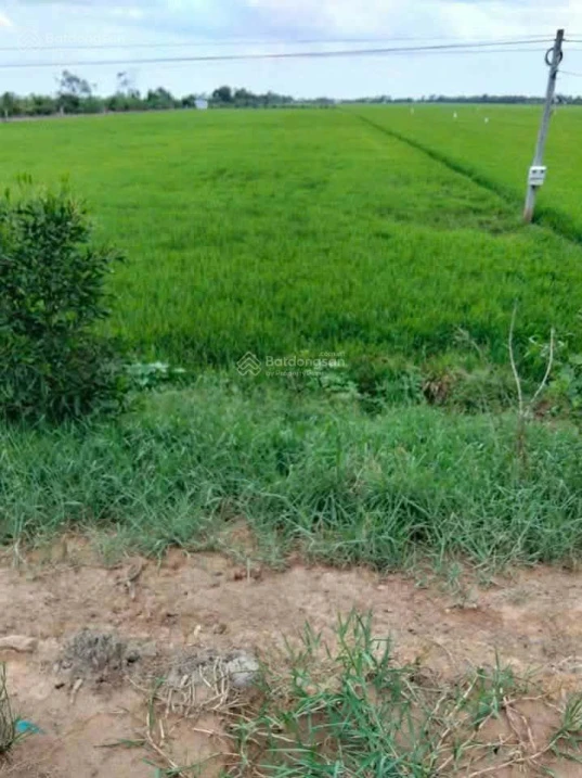 Bán đất mặt tiền đường huyện lộ 48 - Ảnh thu nhỏ 2